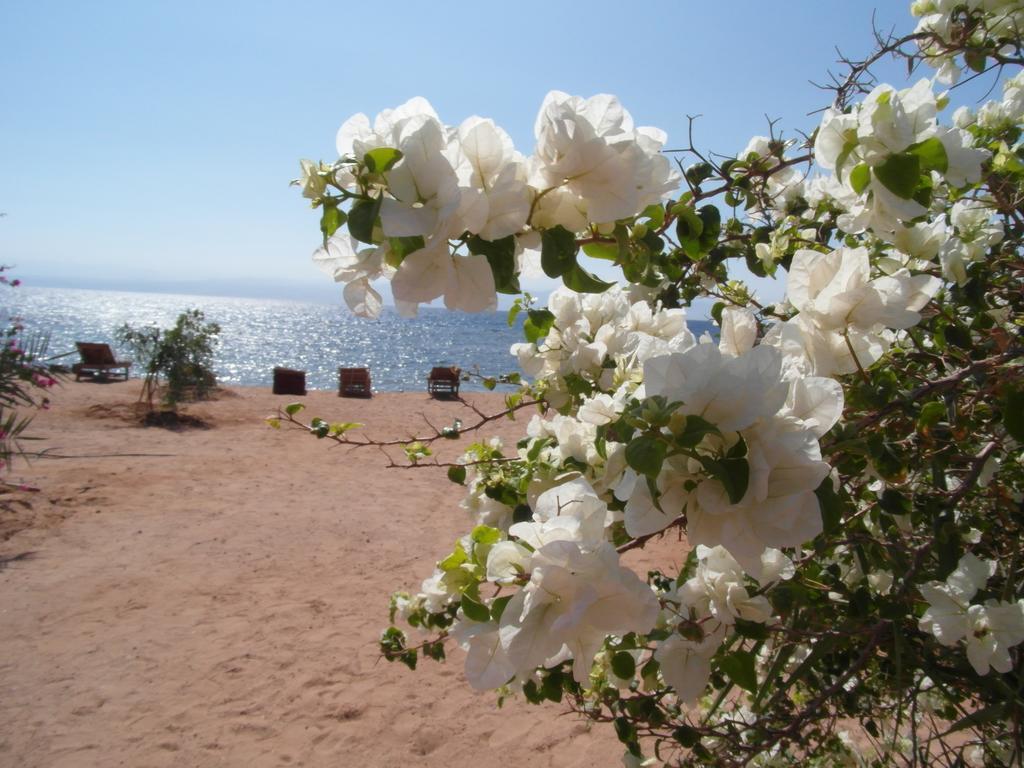 Bedouin Star Hotell Taba Exteriör bild