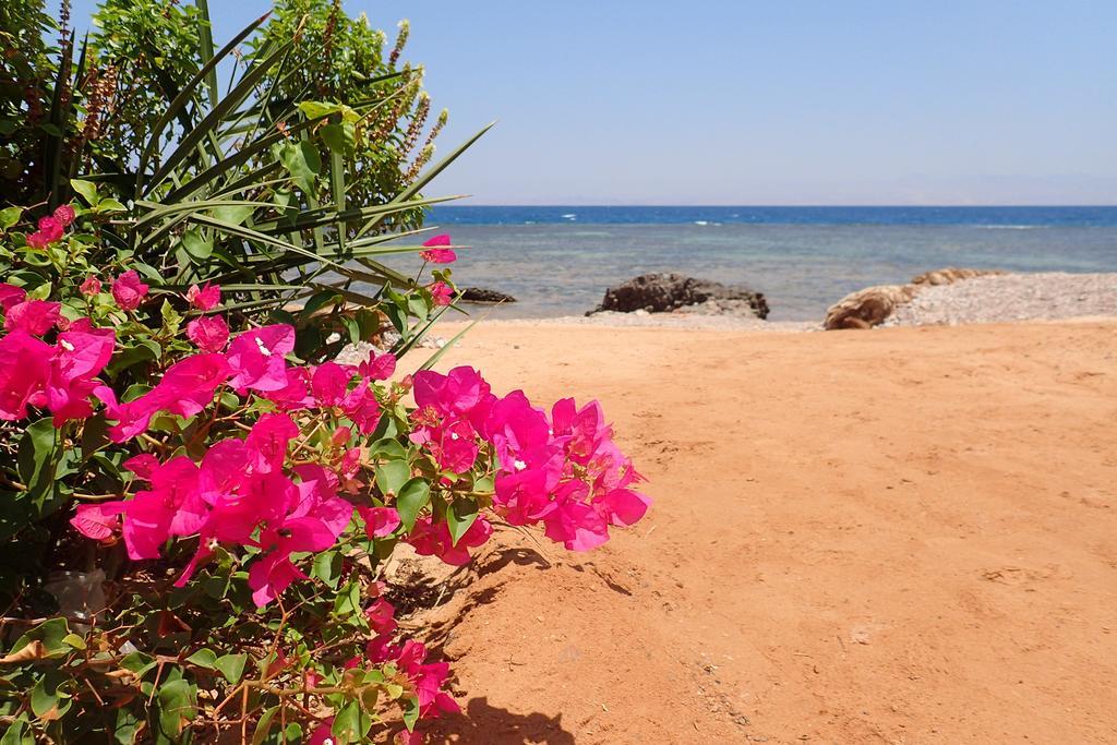 Bedouin Star Hotell Taba Exteriör bild