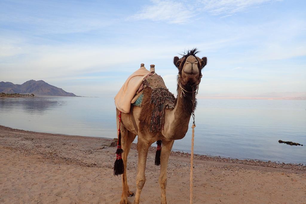 Bedouin Star Hotell Taba Exteriör bild