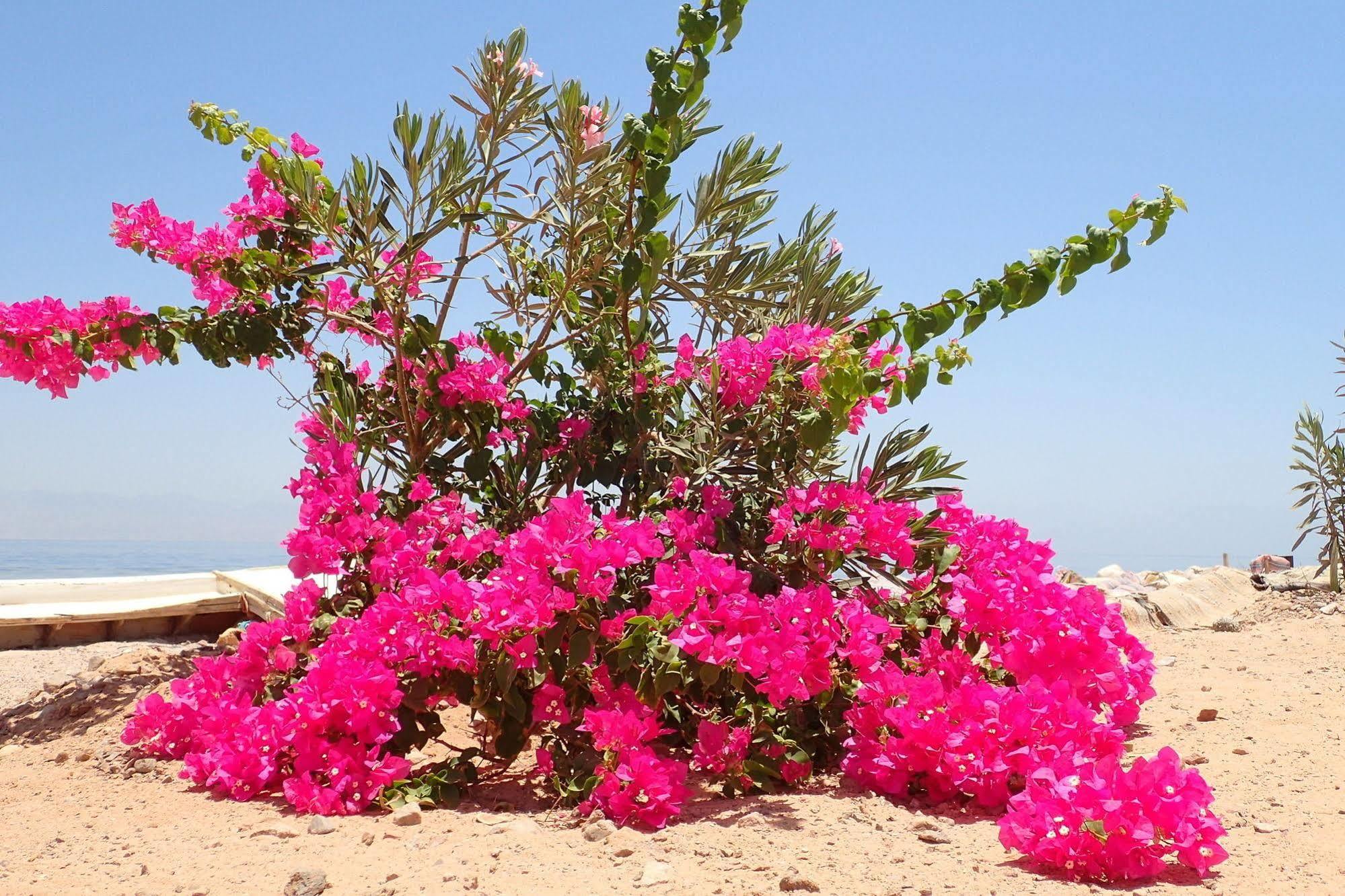 Bedouin Star Hotell Taba Exteriör bild